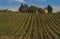 Vineyard in the hills of Chianti