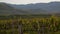 Vineyard and hills panorama