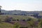 Vineyard in the hills of Reggio Emilia