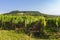 Vineyard with hills and sirotci castle. Ruin of gothic castle in south moravia landscape, Palava Czech republic