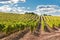 Vineyard and hills, Spain