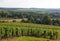 Vineyard of the hillsides of Chablis