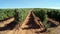 Vineyard on a hillslope, near Estremoz, Alentejo, Portugal