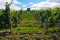 Vineyard with historic watchtower