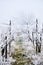 Vineyard with hoarfrost in winter