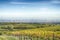 Vineyard and horizon in McLaren Vale, South Australia