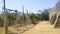 Vineyard inside of the ruins from Pompeii city