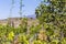 Vineyard inside of the ruins from Pompeii city