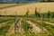 Vineyard in italian countryside Marche