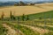 Vineyard in italian countryside Marche