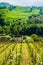 Vineyard in italian countryside Marche