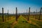 Vineyard italian fields wine
