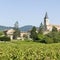 Vineyard, Julienas town in Beaujolais.