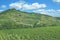 Vineyard,Kaiserstuhl wine region,Black Forest,Germany