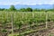 Vineyard in Kakheti wine region, Alazani Valley, Georgia