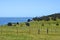 Vineyard on Kangaroo Island