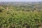 Vineyard in La Morra in Piedmont. Italy