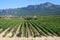 Vineyard in La Rioja