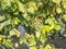 Vineyard in la Rioja before the harvest, Spain