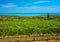 Vineyard at lake Balaton