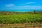 Vineyard at lake Balaton