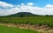 Vineyard at Lake Balaton, Hungary