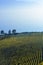 Vineyard, lake and mountains, swiss landscape