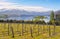 Vineyard on the lake - New Zealand