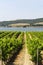 Vineyard and lake in Umbria