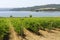 Vineyard and lake in Umbria