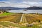 Vineyard at Lake Wanaka, New Zealand