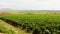 Vineyard landscape