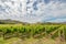 Vineyard Landscape