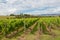 The Vineyard Landscape
