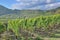 Vineyard Landscape,Ahr,Germany