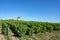 Vineyard landscape around the village of Thorins in France in Beaujolais