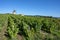 Vineyard landscape around the village of Thorins in France in Beaujolais