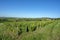 Vineyard landscape around the village of Thorins in France in Beaujolais