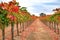 Vineyard landscape in autumn with fall colour