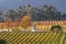 Vineyard landscape, Cape town area, South Africa