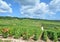 Vineyard Landscape,Champagne region,Epernay,France