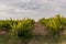 Vineyard landscape with irrigation system with drip of water, at sunset. RaÃ¯mat wines. Caberneet Sauvignon.Merlot, syrah, Pynot