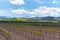 Vineyard landscape in La Rioja, Spain.