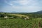 Vineyard landscape at Lake Balaton