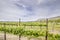 Vineyard Landscape in Maryhill Washington State