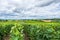 Vineyard landscape, Montagne de Reims, France