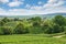 Vineyard landscape, Montagne de Reims, France