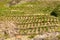 Vineyard landscape near Banyuls sur Mer, Pyrenees Orientales, Roussillon, Vermilion coast, France