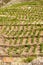 Vineyard landscape near Banyuls sur Mer, Pyrenees Orientales, Roussillon, Vermilion coast, France