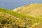 Vineyard landscape near Banyuls sur Mer, Pyrenees Orientales, Roussillon, Vermilion coast, France